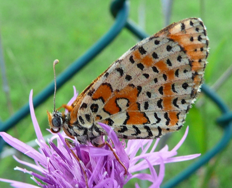 Melitaea didyma? - Si